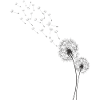 Dandelion, dandelion shirt
