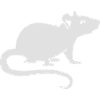 Rat