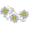 Edelweiss