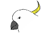 Cockatoo - parrot - parrot