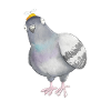 Pigeon (s) nut