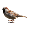 moineau