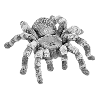 Tarantula
