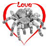 love spider