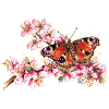 Schmetterling | butterfly