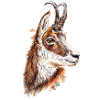 Gämse | chamois