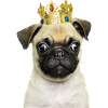 Mobs King Bulldog Prince