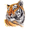 Tiger | tiger