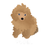 Chiot Caniche