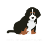 Chiot bernois