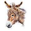 Esel | donkey