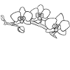 orchid