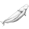 Beluga