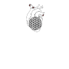 heart flower of life
