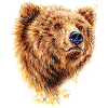 Bär | baer