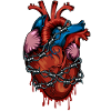 Anatomy heart barbed wire