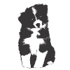 Border Collie Puppy