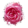 Fleur / Fleur / Rose