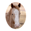 junges Pferd Fohlen