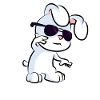 Cool Rabbit