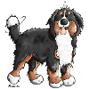 Happy Bernese Mountain Dog