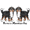 Berner Sennenhund Duo - Hund