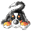 Mignon Bouvier bernois - Chiens