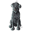 Happy Flat Coated Retriever