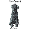 Funny Flat Coated Retriever
