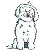 Funny Maltese Dog