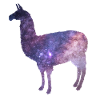 Llama gift