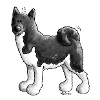 Funny Akita Dog