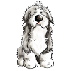 Funny Bearded Collie