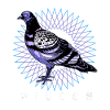 Dove