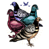 Dove