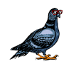 Pigeon Racing Pigeon Fancier Carrier Pigeon Turtle Dove