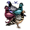 Pigeon Racing Pigeon Fancier Carrier Pigeon Turtle Dove