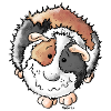 Funny Guinea Pig