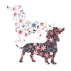 Dachshund dog
