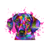 Dachshund face dog look
