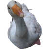 Gans