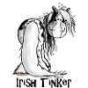 Cute Irish Tinker Horse - Pinto