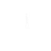 Kelpie Australian Chien Evolution
