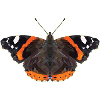 Admiral Schmetterling Polygonschmetterling