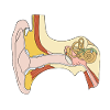Ear inner ear medics