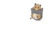 Hamster in breast pocket