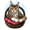 Chat Maine Coon