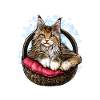 Maine Coon mom mother