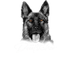German shepherd dog