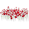 Mohnblume Mohn Klatschmohn Blumenwiese